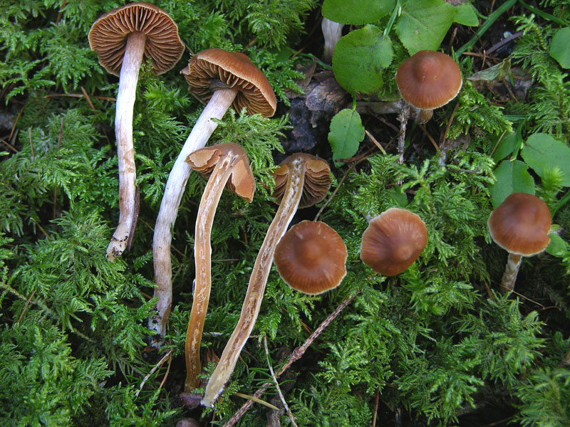 Alcuni Cortinarius.